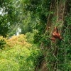 Orangutan bornejsky - Pongo pygmaeus - Bornean Orangutan o9980